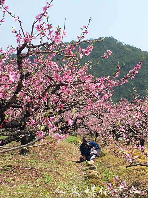 我们留学生走进花海 感受江南春景